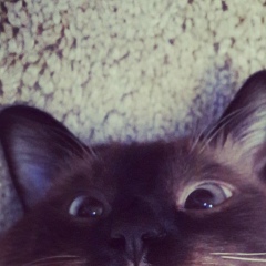 Dinara Shamyrova, 12.04.1901, Бишкек