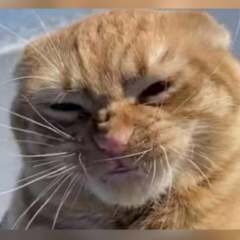 Naib Denaev, Москва