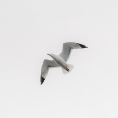 Азамат Төлеген