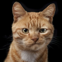 Stop Slovo, 01.01, Киев