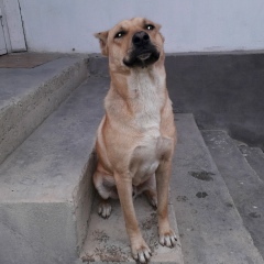 Жениш Нематов, 09.05.1996, Ош