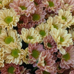 Юлия Гонтарик, Санкт-Петербург