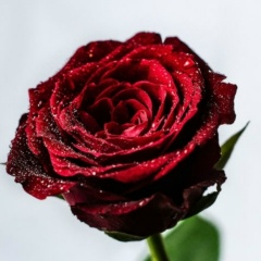 Кристина Пацовская, Зимовники