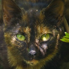 Азим Курталиев, 01.01.1988