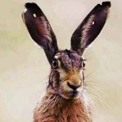 Алексей Демещенко, 12.11.1987, Ростов-на-Дону