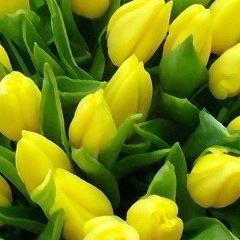 Гуля Хасанова, 13.06, Новые Чебенки