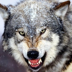 Жандос Елубаев, 16.02, Алматы