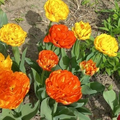 Ольга Варфоломеевна, Москва