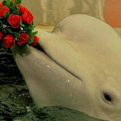 Madishka Beshtoeva, 27.09.1985, Назрань