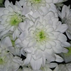 Анна Гончарова, Сумы