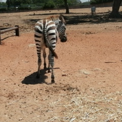 Игорь Завацкий, 24.10.1986, Санкт-Петербург