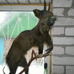 Евгений Пятраускас, 29.04.1980, Смоленск