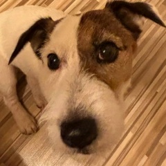 Алексей Самодрал, Архангельск