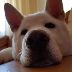 Ксюша Лихтнер