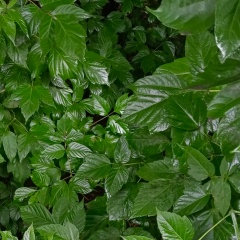 St Anislav, 22.10, Санкт-Петербург