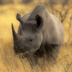 Николай Токма, Москва