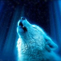 Тим Вульфгард, 22.10.1977, Хабаровск