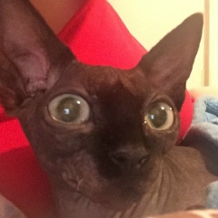 Kat Rina, 29.01, Kassel