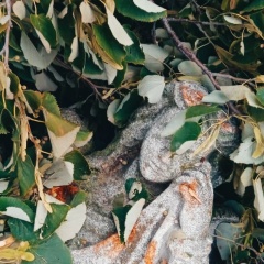 Алёна Горбачёва, 04.08.1987, Санкт-Петербург