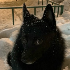 Сан Саныч, Мытищи