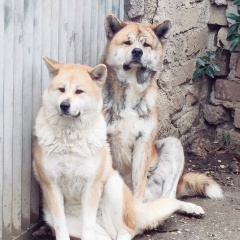 Alex Roses, 16.10.1972, Roma