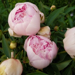 Лиля Халиуллина, 10.01.1983, Казань