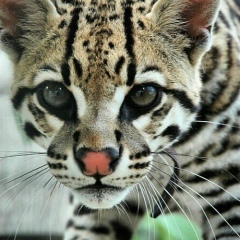 Василиск Василёк, 03.01, Москва