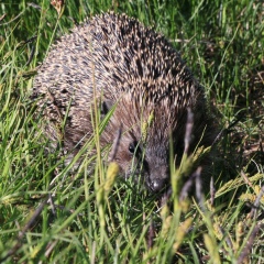 Светлана Холодняк, 15.10.1968