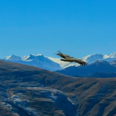 David Ismailov, Санкт-Петербург