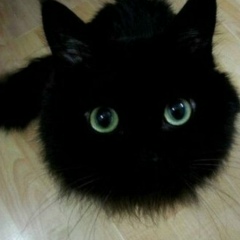 Василий Арбузов, 14.11.1993