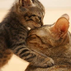 Юля Дмитриева, 14.12.1987, Геленджик