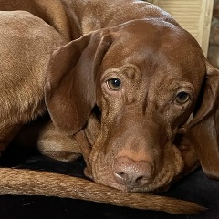 Валерий Брюсов, Москва