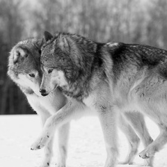 Ruzanna Tovmasyan, 26.12.1990, Ереван