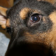 Иван Астахов, 12.03, Печора