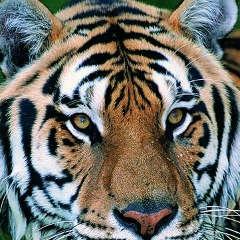 Константин Киевский, 27.08