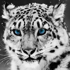 Николай Рыбкин