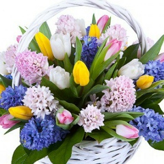 Фиалка Весенняя, 12.04