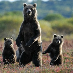 Антон Фураев, 17.11.1981, Санкт-Петербург