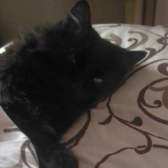 Баги Кот, 07.07, Минск