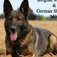 Thu Ra, 21.01.1979, Chiang Mai