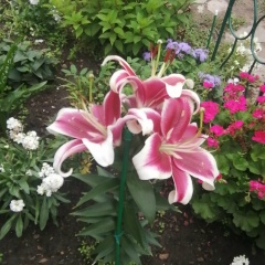 Ольга Воробьева