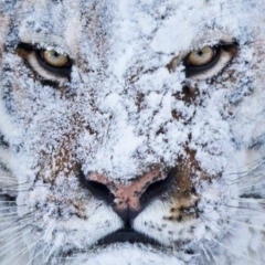 Мох Ьмад, 23.01