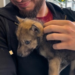 Альберт Абуев, 30.01, Грозный