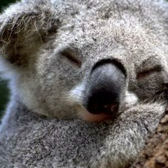 Нюша Потоцкая, Донецк