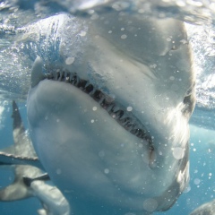 Александр Мачульский, 23.10.1984, Новосибирск