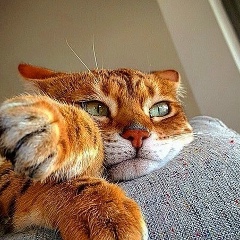 Роман Дементьев, 17.07.1988, Новосибирск