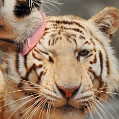 Асель Умирбекова, 11.07, Кызылорда