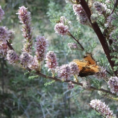 Куляш Искакова, 02.07, Алматы