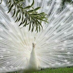 Шынар Алибекова, 01.02.1972, Тараз