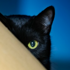 Дмитрий Хамитов, Санкт-Петербург